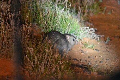 Bettongia lesueur, 2026-06-12