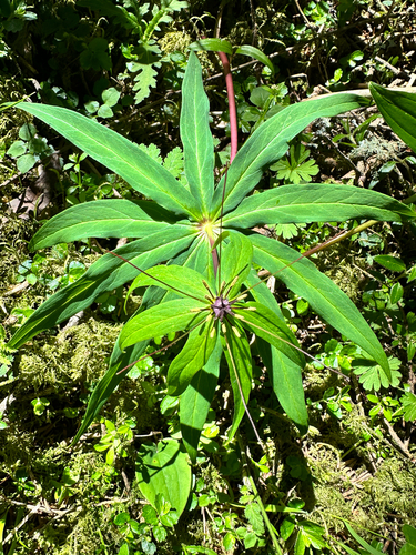 Paris polyphylla, photograph 3