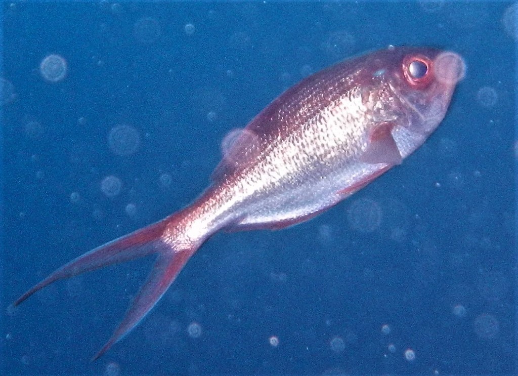 Kingfish (Centroberyx lineatus) — Berycidae