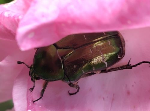 European Rose Chafer