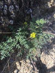 Lomatium parvifolium