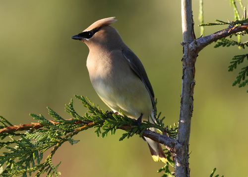 Cedar Waxwing