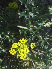 Lomatium parvifolium