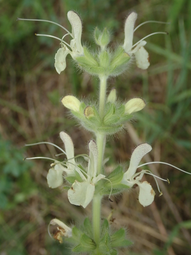 Salvia austriaca, 2026-06-12