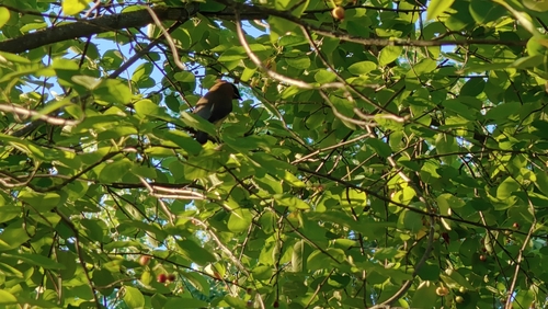 Cedar Waxwing