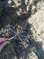 Lomatium parvifolium