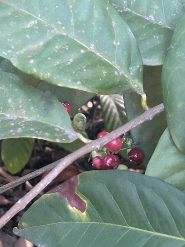 Syzygium polyanthum observed 2026-06-13