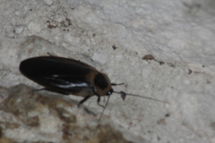 Blaberus craniifer