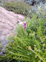 Castilleja exserta