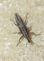 Lixus anguinus