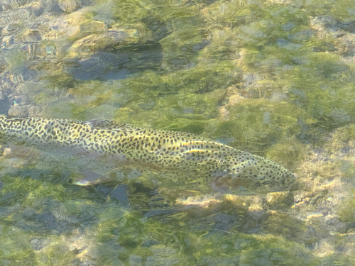 Rainbow Trout