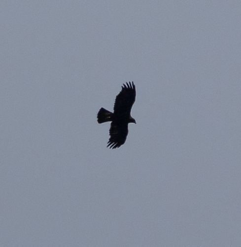 Steinadler