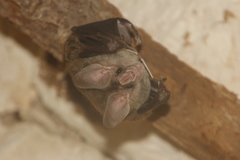 Chrotopterus auritus