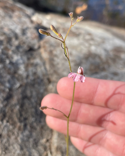 Goodenia purpurascens, 2026-06-11