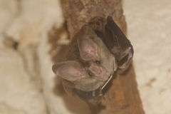 Chrotopterus auritus