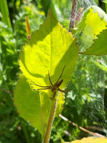 European Nursery Web spider