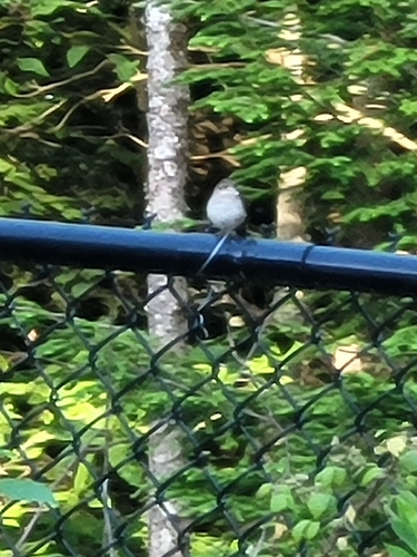 Northern House Wren