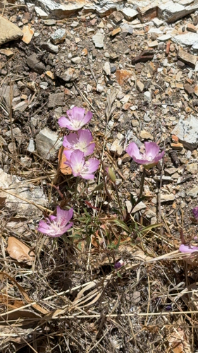 Clarkia bottae, photograph 5