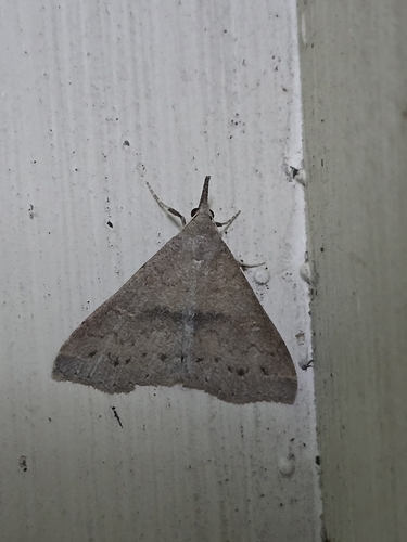 Speckled Renia Moth