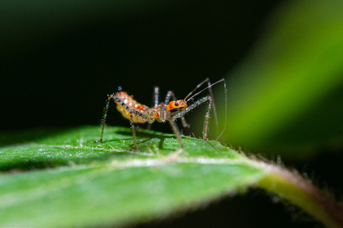 Leafhopper Assassin Bug