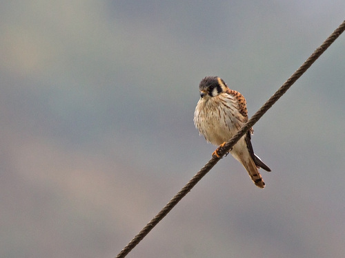 Falco sparverius