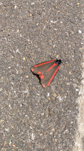Cinnabar moth