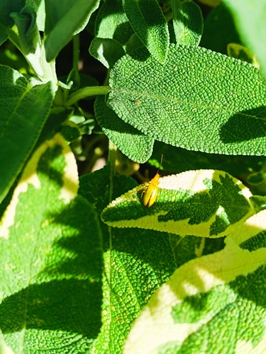 Sulphur Beetle