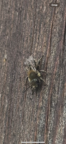 Mason Bees