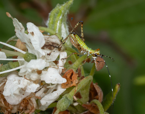 Fork-tailed Bush Katydid