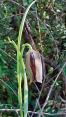 Fritillaria acmopetala