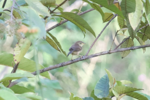 Short-winged Cisticola (Cisticola brachypterus)