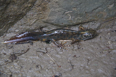 Triturus carnifex