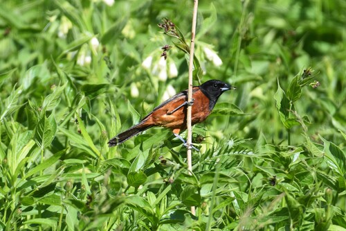 Orchard Oriole
