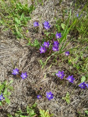 Brodiaea terrestris kernensis