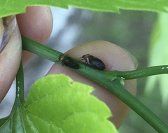 Pachypsylla celtidisgemma