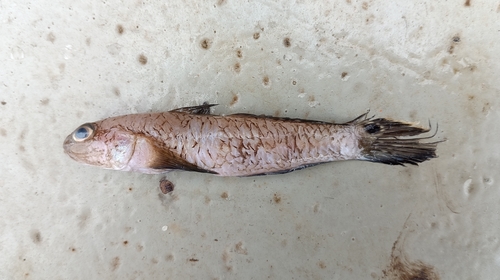 Taileyed goby (Parachaeturichthys polynema) — Gobiidae — 2