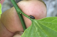 Pachypsylla celtidisgemma