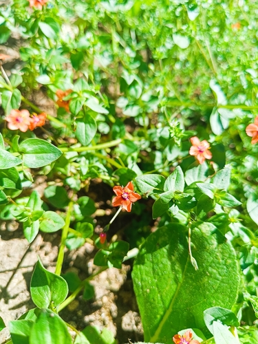 scarlet pimpernel