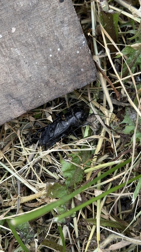 European Field Cricket