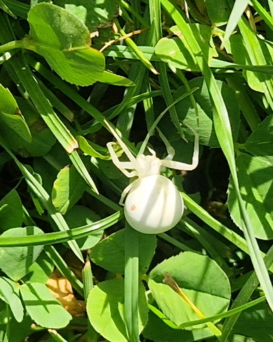 Goldenrod Crab Spider