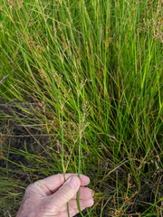 Juncus dubius