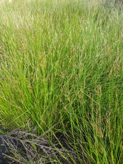 Juncus dubius