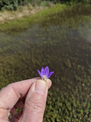 Brodiaea terrestris kernensis