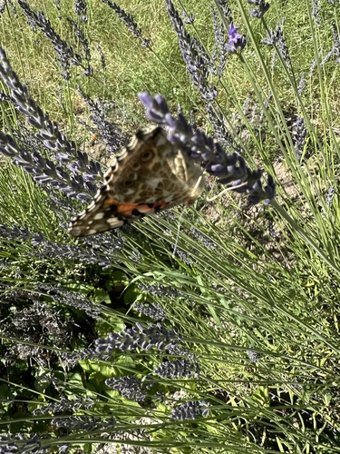Painted Lady