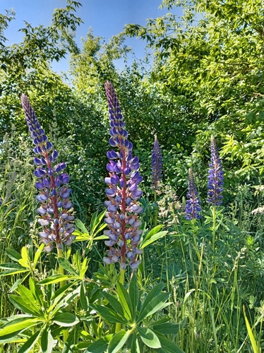 Large-leaved lupine