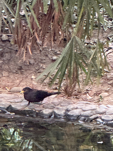 Chinese Blackbird