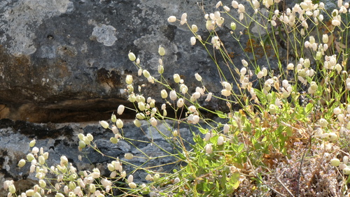 bladder campion