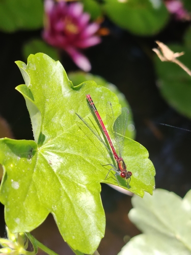 Large Red Damselfly