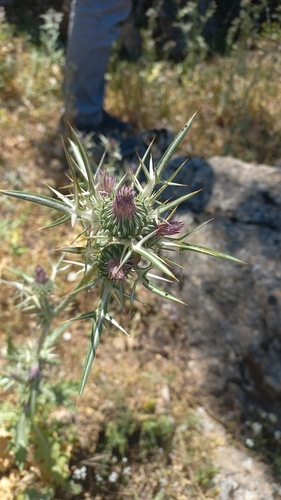 Notobasis syriaca