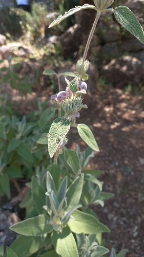 Phlomis purpurea, photograph 2